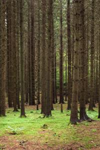 Random Assortment of Stories