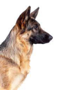 The German Shepherd Has Spoken