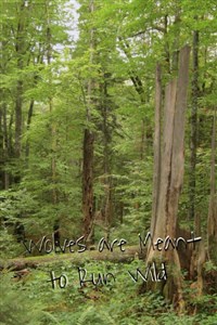 Wolves are Meant to Run Wild