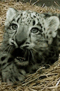 A Modern Man in a Cultivating World