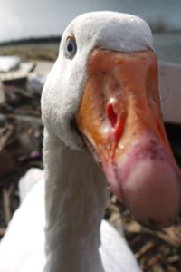 The Goose