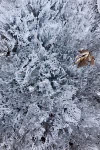 Cold Everlasting