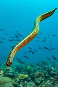 A weird snake eats everything it can