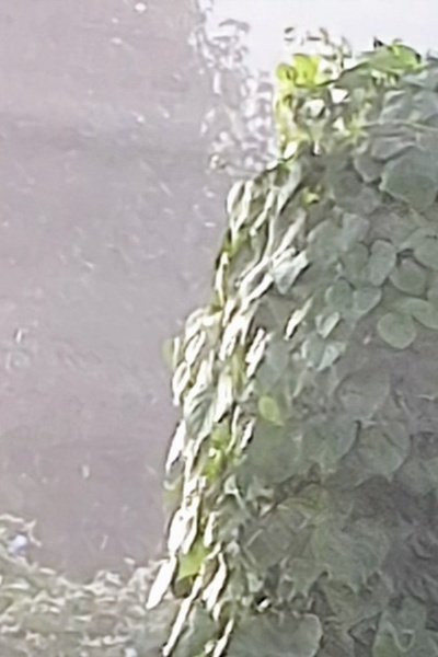 The Ecological Dungeon