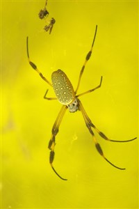 Re:Spider