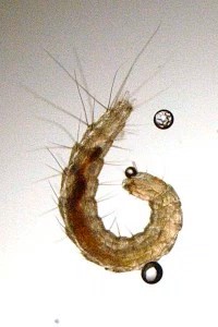 Parasitical