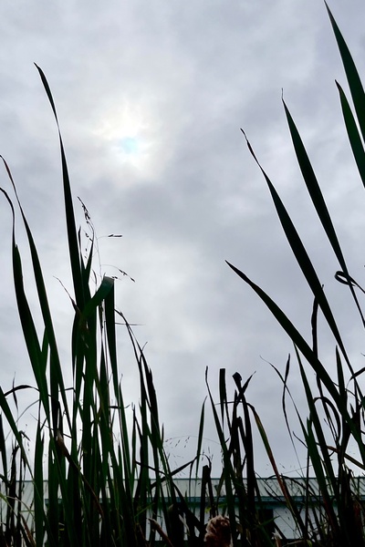 Grass Roots: An epic poem